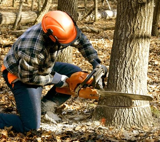Tree Removal in Whick, KY